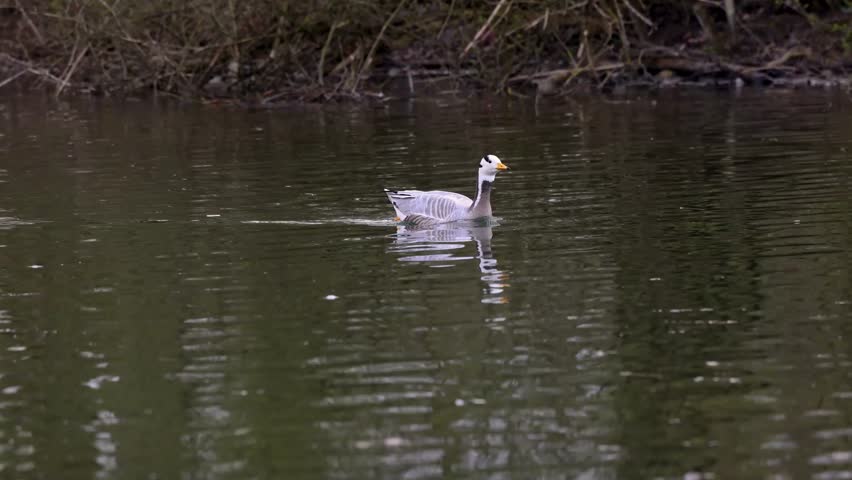 The bar-headed goose, Anser indicus is a goose that breeds in Central Asia in colonies of thousands near mountain lakes and winters in South Asia, as far south as peninsular India. Seen in the English Garden, Munich, Germany