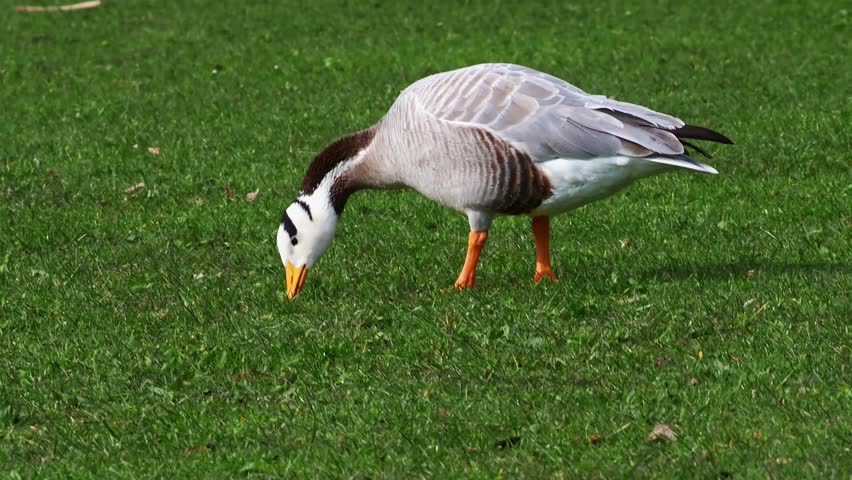 The bar-headed goose, Anser indicus is a goose that breeds in Central Asia in colonies of thousands near mountain lakes and winters in South Asia, as far south as peninsular India. Seen in the English Garden, Munich, Germany