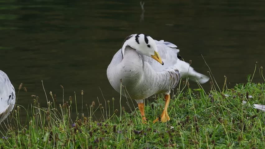 The bar-headed goose, Anser indicus is a goose that breeds in Central Asia in colonies of thousands near mountain lakes and winters in South Asia, as far south as peninsular India. Seen in the English Garden, Munich, Germany