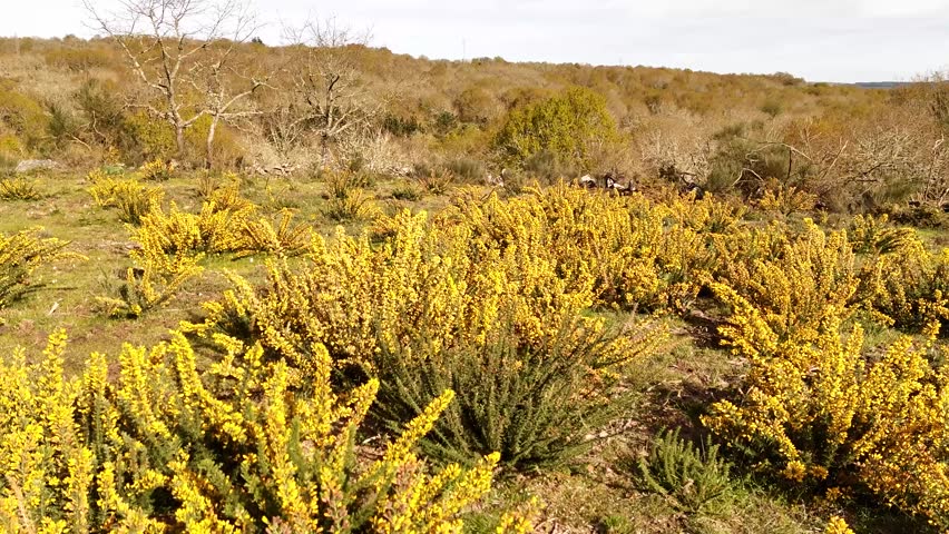 Camera slowly flying backwards over a rural landscape with blooming yellow gorse shrubs in spring