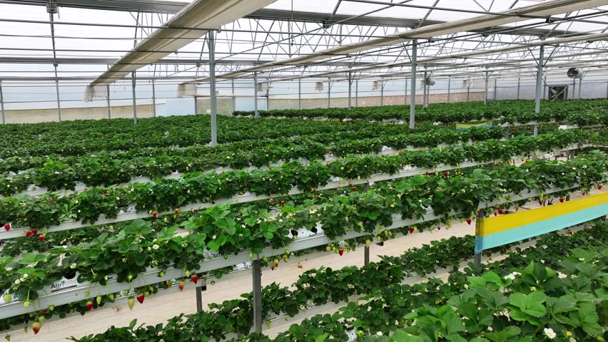 Drone View Inside Clean Hydroponic Strawberry Greenhouse – No People, High Tech Farming 4K