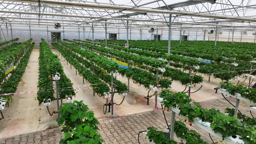 Drone View Inside Clean Hydroponic Strawberry Greenhouse – No People, High Tech Farming 4K