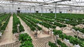 Drone View Inside Clean Hydroponic Strawberry Greenhouse – No People, High Tech Farming 4K - Powered by Shutterstock - Get 15% off with code: PIKWIZARD15