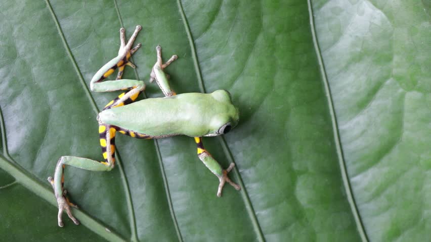 Footage Phyllomedusa hypochondrialis crawling on leave, Northern orange-legged leaf frog or tiger-legged monkey frog closeup, Male tiger-legged monkey frog  