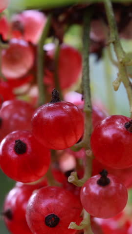 Close up of bright ripe red currant berries hanging on branch. Vertical
