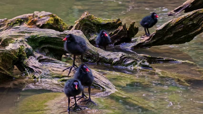 Juvenile baby common moorhen Gallinula chloropus also known as the waterhen, the swamp chicken, and as the common gallinule swimming at a blue lake water