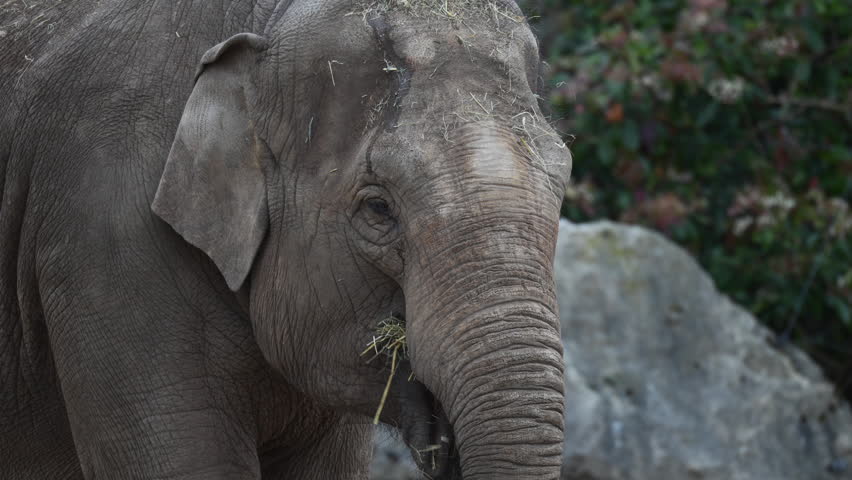Asian elephant close view in natural surroundings, textured skin, trunk and eye detail, wildlife footage.