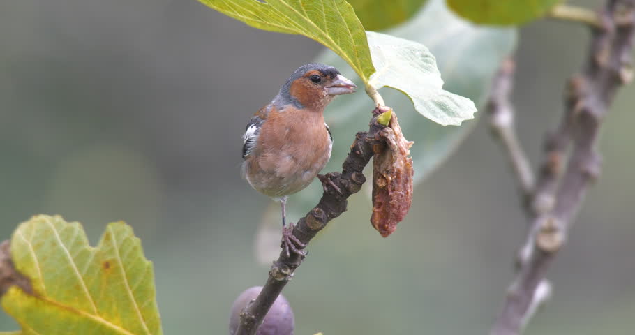 Close-up footage of finch feeding on rotten fig fruit.