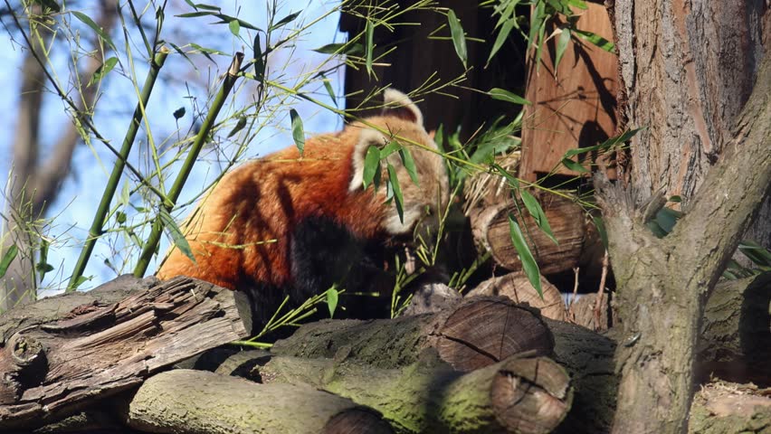 Red panda explores bamboo foliage while perched on logs in a natural setting, highlighting its unique movements and interaction with the surroundings