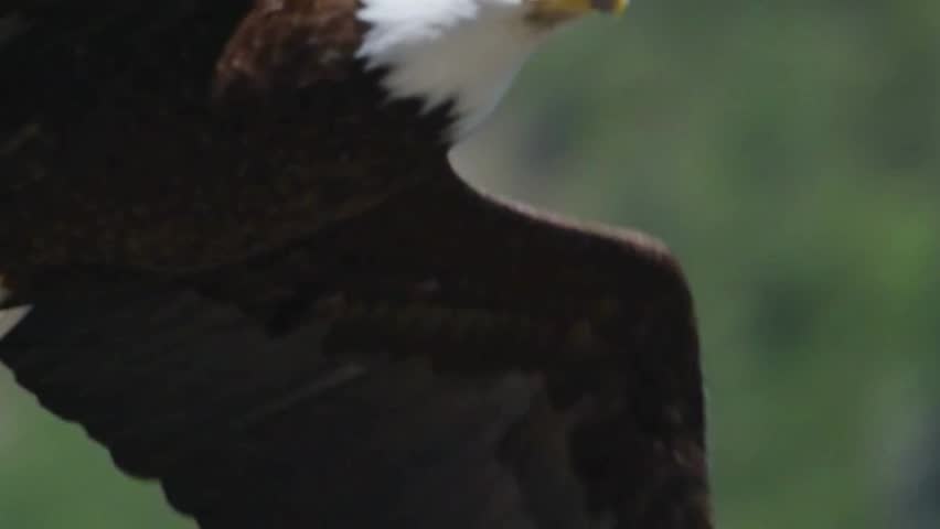 Bald Eagle in Flight Profile Over Forest