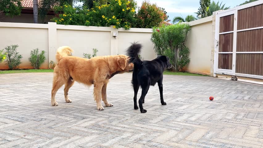 Two friendly dogs, a golden retriever and a black mixed breed, energetically playing and chasing each other with a red ball in a sunny backyard, enjoying a beautiful day outdoors