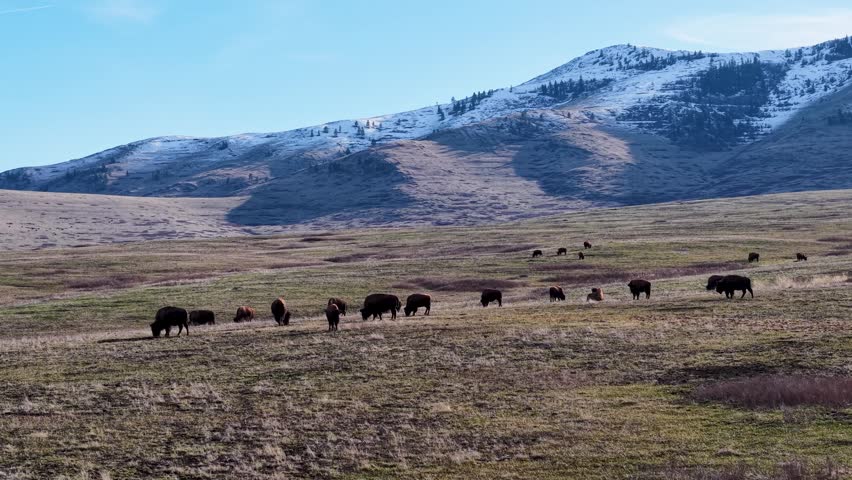 Aerial view of a herd of bison grazing across open plains with snow-dusted mountains in the background in Montana