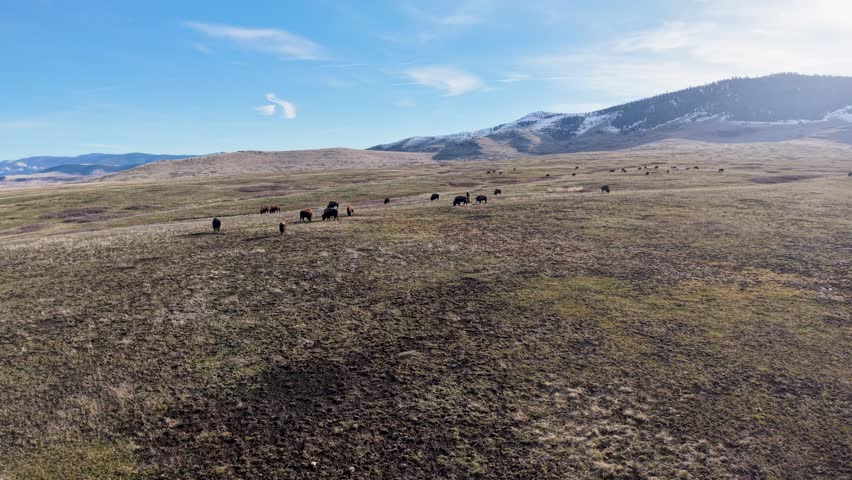 Aerial view of bison grazing across open grassland in the National Bison Range with rolling hills and distant mountains in Montana