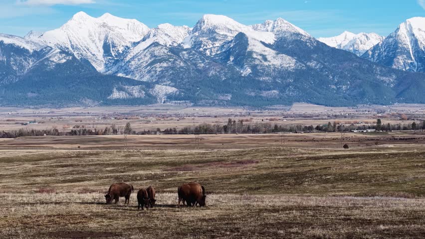 Aerial view of two bison grazing across open plains with dramatic snow-capped mountains in the background in Montana