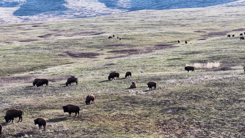 Aerial view of a herd of bison grazing across rolling grassland terrain with open plains and hills in Montana