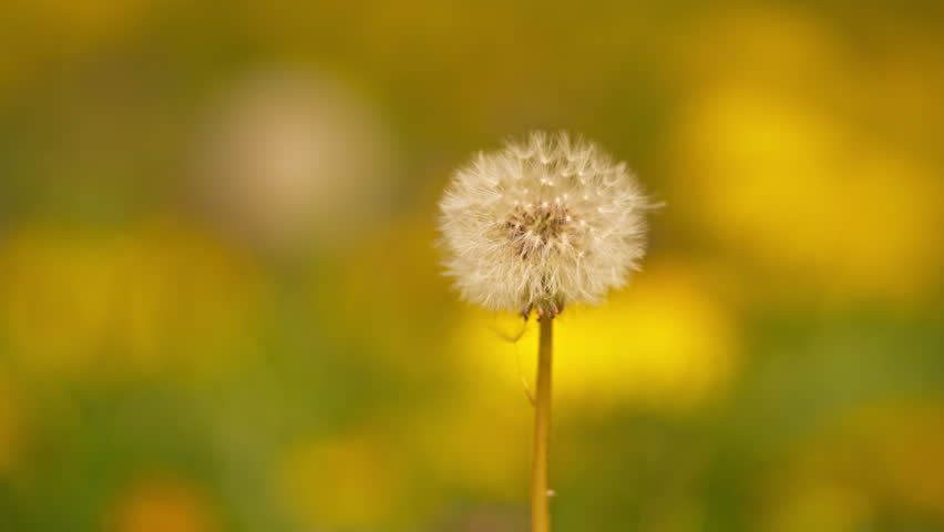 Dandelion seedhead in meadow, 4K