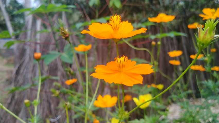 Macro Close-Up of Orange Cosmos Flower with Blurred Green Background