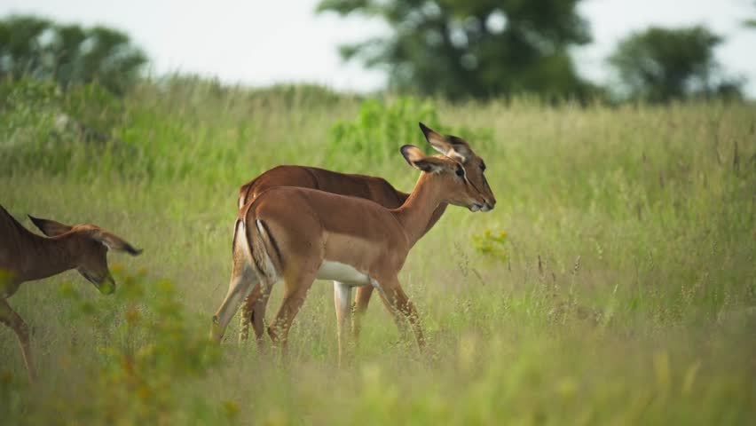 Graceful herd of leaping impala grazing peacefully in tall green grasses of African savanna, highlighting their agile movements and natural herd behavior