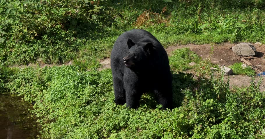 Two American Black Bears (Ursus Americanus), Sitka, Alaska.