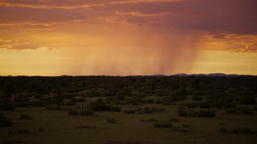 Distant rain falling over savanna during fiery sunset in Africa, showcasing downpour over wilderness with an orange and purple sky during rainy season
