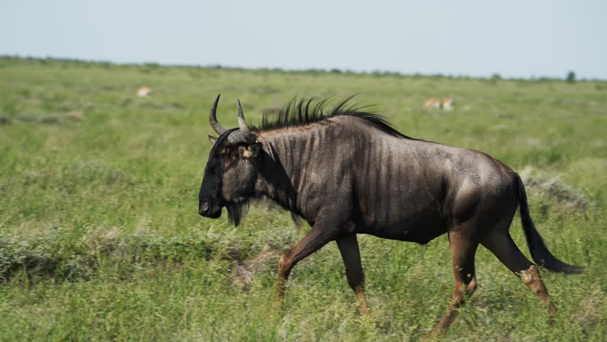 Lone blue wildebeest walking through green grass of African savanna, part of annual great migration in Etosha National Park, majestic and wild animal