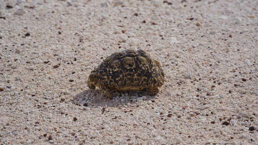 Small leopard tortoise with marked shell walking on dry gravel of natural park in Africa, wildlife and conservation in natural habitat