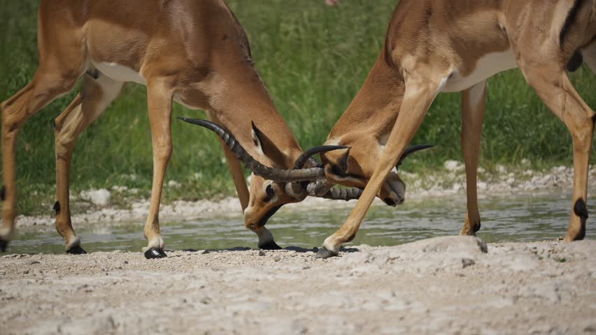 Two wild male impala antelopes with big horns fighting for dominance, battling and locking antlers in fierce duel next to waterhole in Etosha National Park, Africa