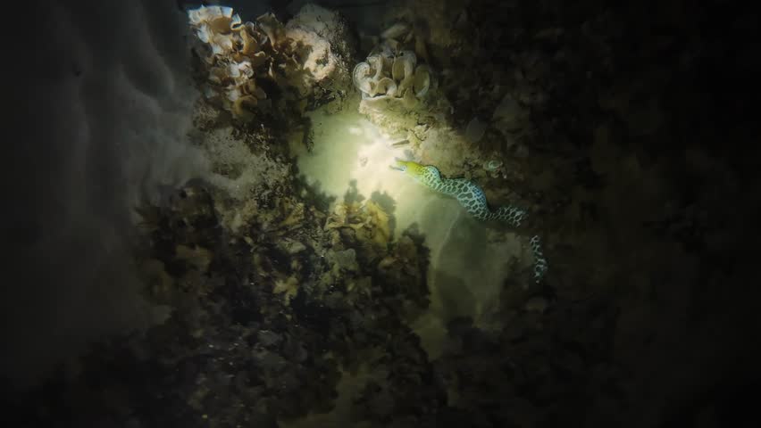 Tiger snake eel (Myrichthys maculosus) swimming and wriggling along sandy bottom among corals at night in flashlight beam. Natural nocturnal marine behavior underwater. Filmed in Nha Trang, Vietnam.