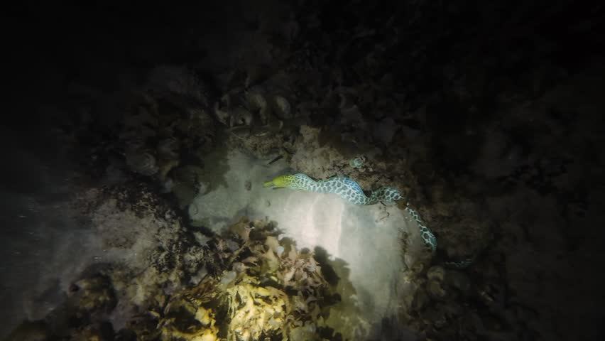 Tiger snake eel (Myrichthys maculosus) swimming and wriggling along sandy bottom among corals at night in flashlight beam. Natural nocturnal marine behavior underwater. Filmed in Nha Trang, Vietnam.