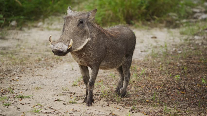 Wild warthog with prominent tusks standing in natural african habitat before walking away and leaving frame in a national park of Namibia during a safari tour