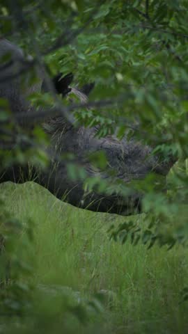 Black rhinoceros hiding in bushes of african savanna while eating leaves, grey skin, big horn, ears as it moves through dense vegetation