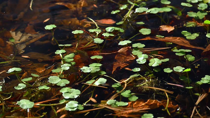Water clover, likely Marsilea mutica (family Marsileaceae), with floating green leaves on the water surface in a river at Cumberland Mountain State Park, Crossville, Tennessee, United States
