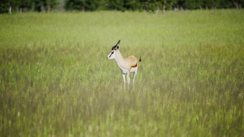 Lone springbok standing and grazing in lush green meadow, majestic animal in natural african habitat, national park savanna with long grass background