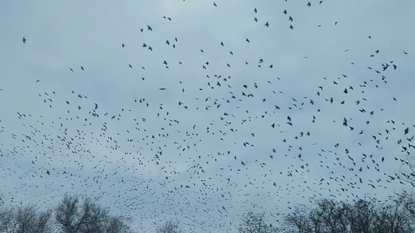 Crow flock rising above leafless trees under pale gray sky. crows silhouettes scattered in restless flight. Countless crow wings create dark texture in cold air, dramatic autumn landscape,