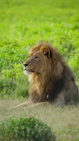 Majestic male lion with powerful mane resting on lush green grass of African savanna, observing surroundings during safari adventure