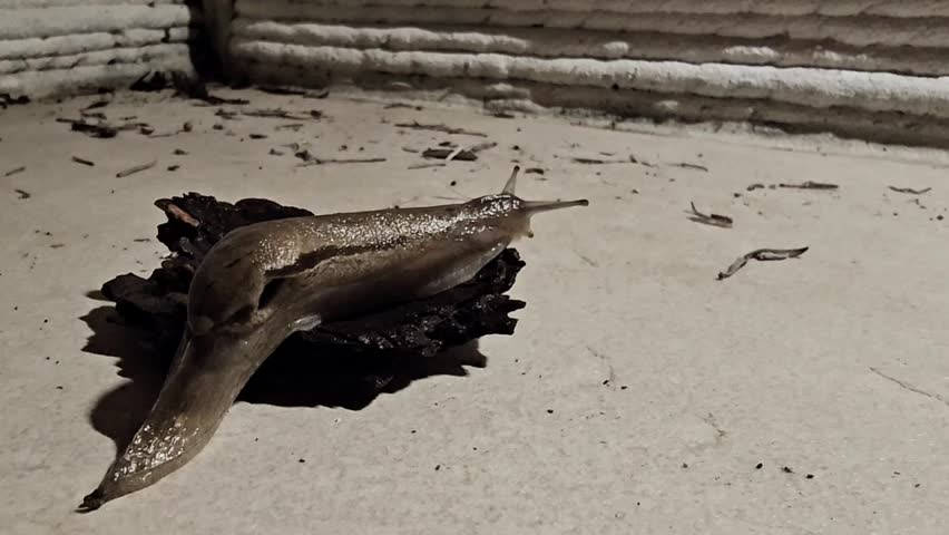 Large brown slug crawls on a textured surface. The environment appears dimly lit, highlighting the slug