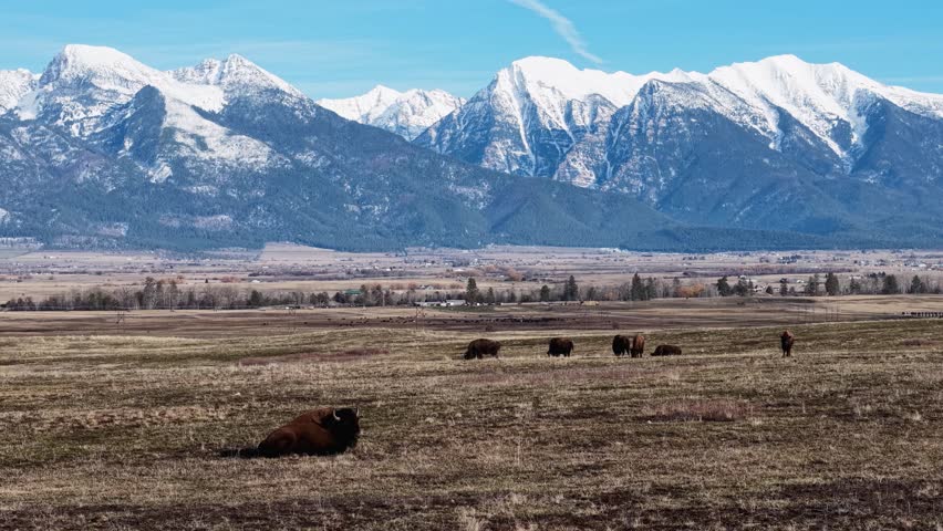 Aerial view of bison resting on open plains with a herd in the distance and snow-capped mountains in the background in Montana