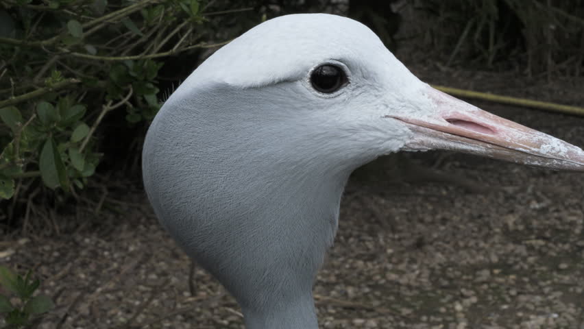 Blue crane head close-up looking curiously