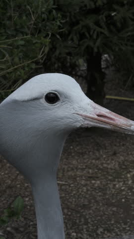 Blue Stanley crane Bird close up portrait turning head. Vertical.