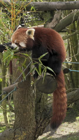 Adorable red panda eating bamboo leaves on a tree branch. Vertical.