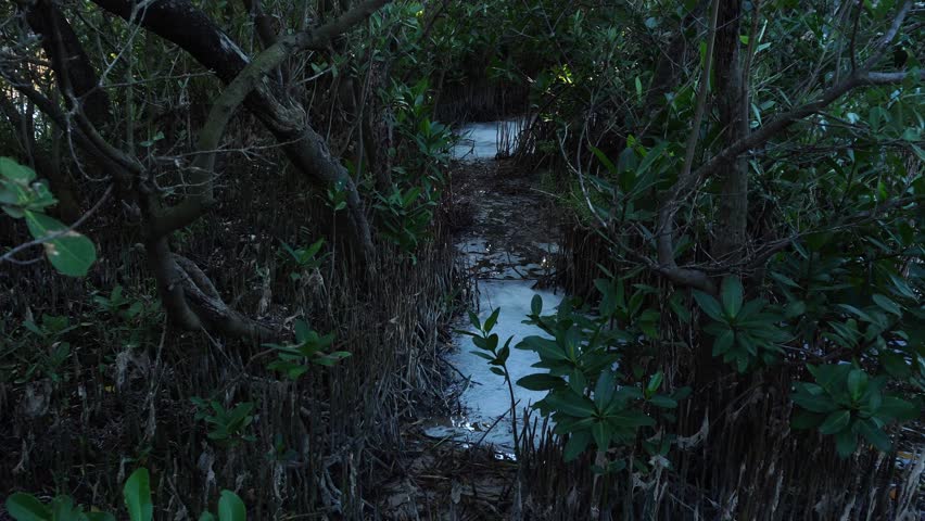 A narrow water channel winds through a dense, dark mangrove forest with tangled roots and lush green foliage. The scene captures a moody, shadowed tropical wetland ecosystem at dusk.