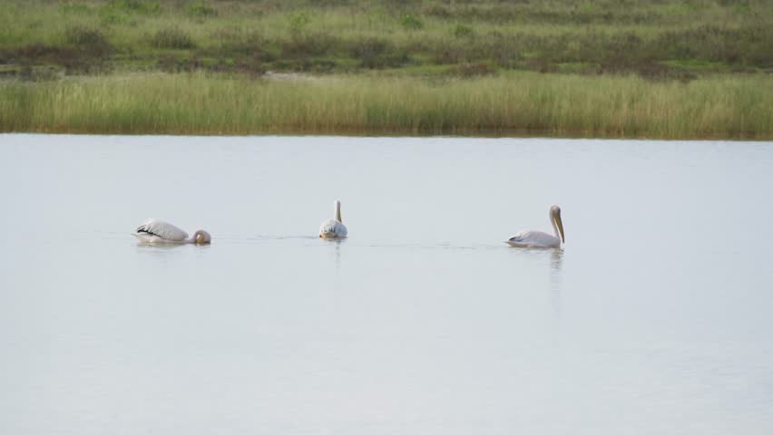 White pelicans swimming and feeding in serene lake within Bird Sanctuary, natural hunting and feeding behavior in a marsh habitat