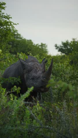 Vertical video of black rhinoceros in Etosha National Park, Namibia grazing and eating leaves from green bush, majestic animal with big horn looking at camera in its habitat