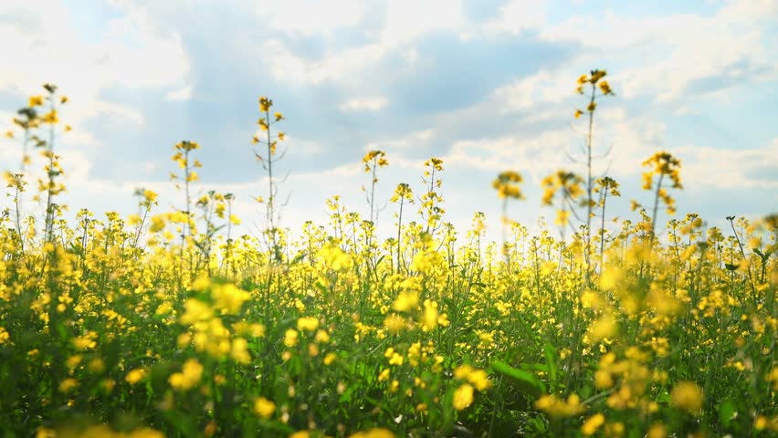 Yellow flowers in a field at sunset. Flowers swaying in the light wind. Blue sky with clouds in the background. Beautiful summer nature background
