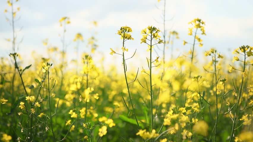 Yellow flowers in a field at sunset. Flowers swaying in the light wind. Blue sky with clouds in the background. Beautiful summer nature background
