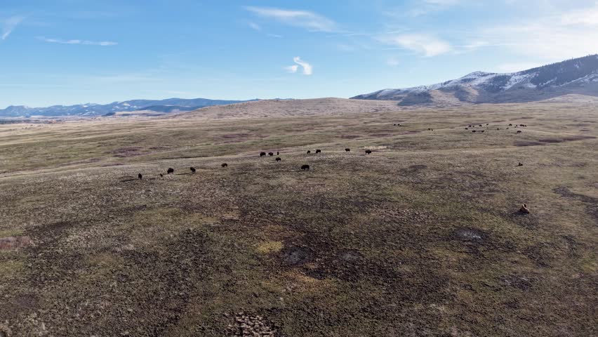 Aerial view of bison scattered across expansive grassland plains with distant mountains in the National Bison Range in Montana