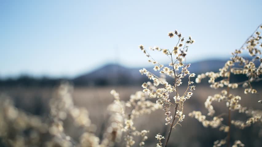 Dryed grass in a forest meadow at sunset. Mountains and the blue sky in the background. Grass swaying in the light wind. Early spring beautiful landscape. Selective focus
