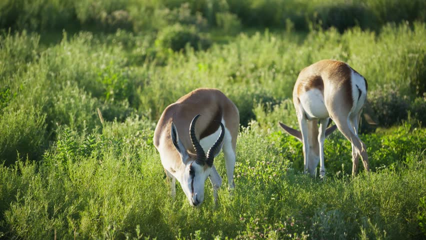 Pair of springbok antelopes grazing on green savanna meadow in a Namibian National Park with large horns, wild animals in natural african habitat