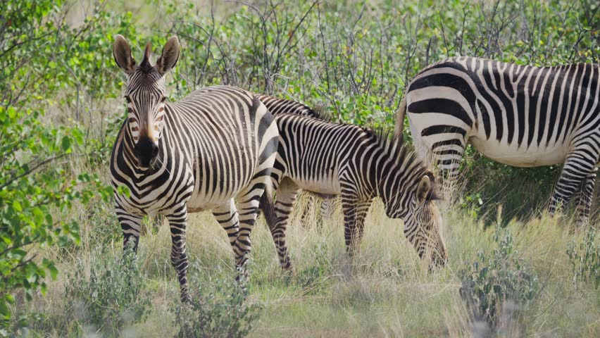 Grevy