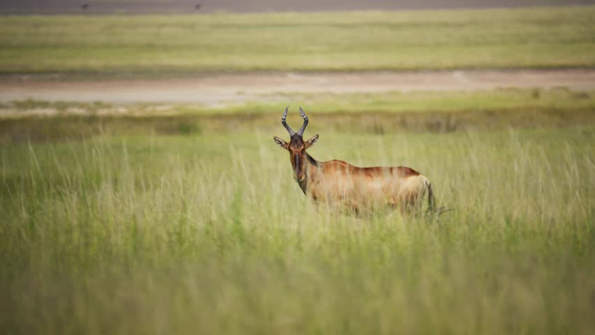 Cautious red hartebeest standing alert in tall green grass of a savanna, looking at camera in natural african wildlife habitat during safari expedition